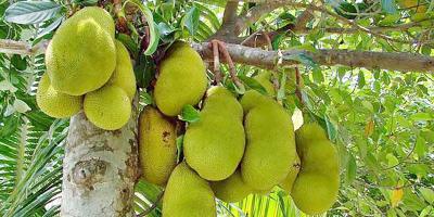 জাতীয় ফল কাঁঠাল বিষয়ক প্রবন্ধ রচনা, পঞ্চম শ্রেণির বার্ষিক পরীক্ষার বাংলা